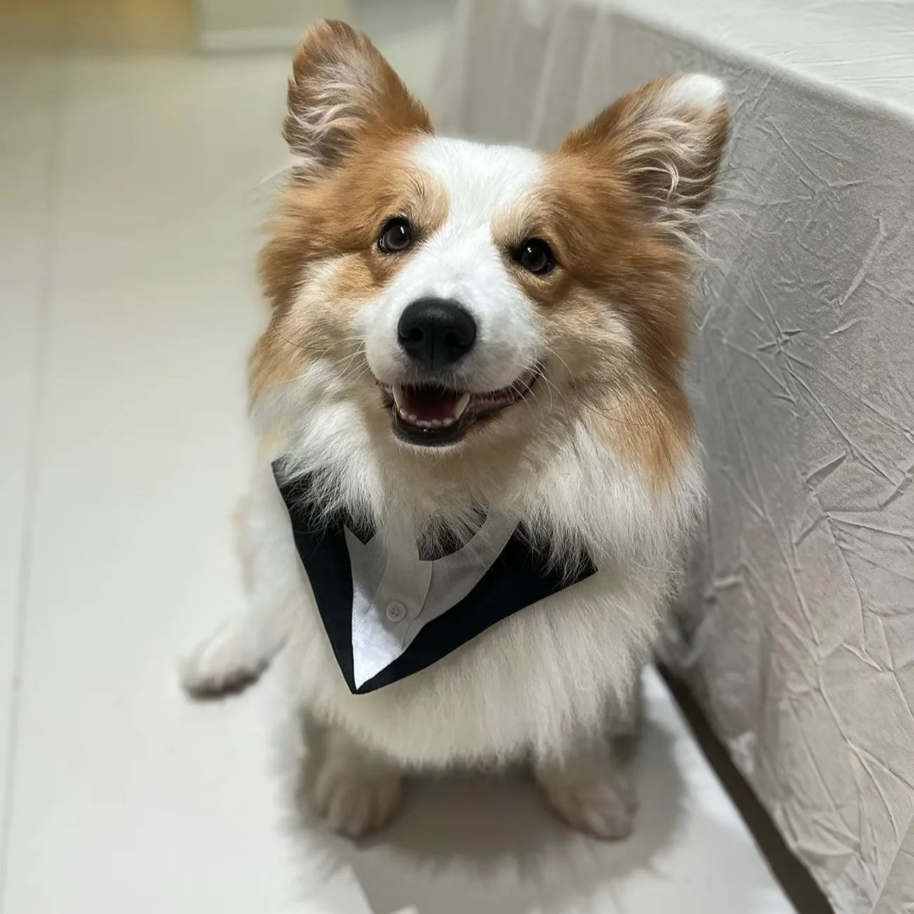 Suitsupply Wedding Tuxedo - Одежда для собак: модный праздничный костюм,